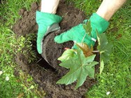 Gartenarbeit Gartenarbeit